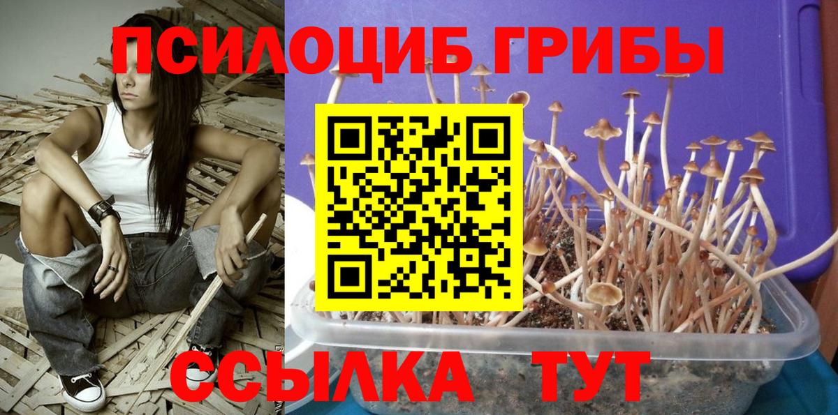 Галлюциногенные грибы Psilocybe  Вход с VPN  Новый Уренгой 